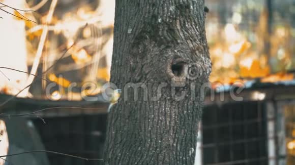 一只山雀鸟在树洞附近飞行视频的预览图
