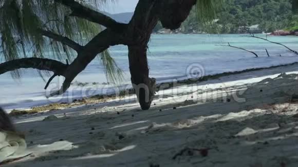 塞舌尔普拉斯林岛热带树枝在前景美丽的海景热带岛屿豪华度假视频的预览图