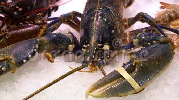 冰市柜台上的活龙虾视频的预览图