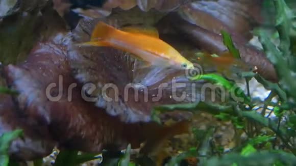 水族馆藻类游一条小橘子鱼特写视频的预览图