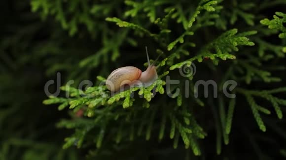 小蜗牛爬在树枝上视频的预览图