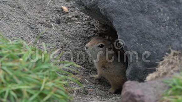好奇而谨慎的野生动物北极地松鼠从石头下面的洞中窥视四处张望视频的预览图