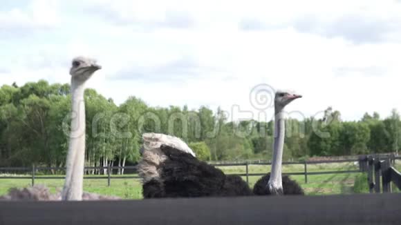夏天两只鸵鸟在农场散步视频的预览图