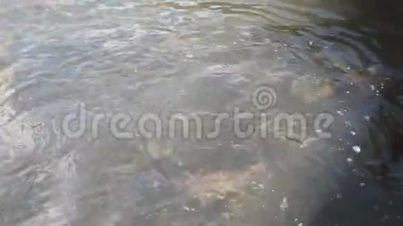 塔斯马尼亚水产养殖设施的成年虹鳟鱼饲养视频的预览图