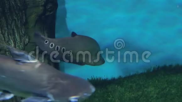 水族馆蓝色背景一条大的盲鱼游泳特写视频的预览图