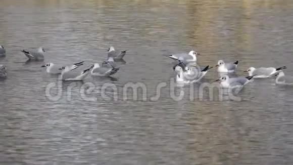 海鸥在湖面的水波中视频的预览图