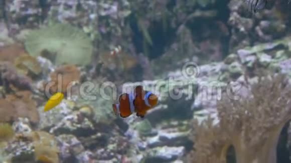快关门一只猩猩小丑鱼游泳一群条纹鱼游过来视频的预览图