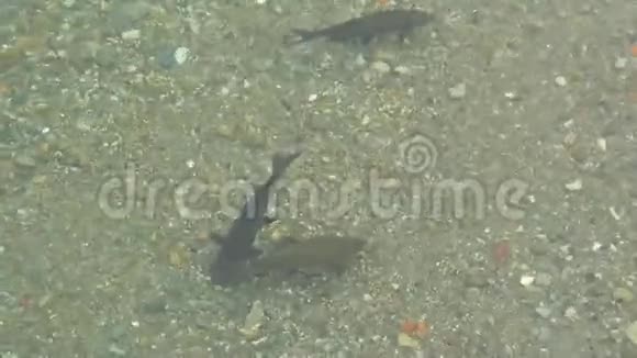 一些鱼在湖底视频的预览图