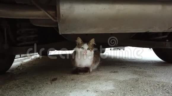 可爱的猫躲在车下视频的预览图