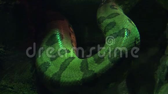 一种绿色的蛇野生动物视频的预览图