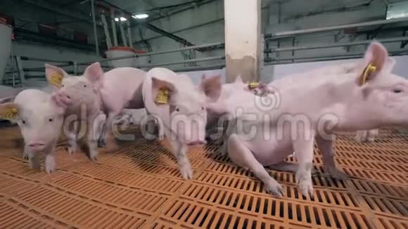 切好的猪正朝镜头走来养猪场里的猪视频的预览图