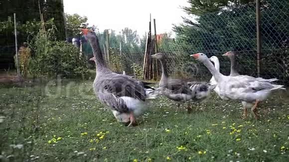 灰色的家鹅成群结队地饲养家禽动作缓慢视频的预览图