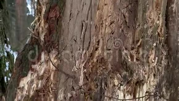一棵树特写的老裂树干俄罗斯的冬天视频的预览图