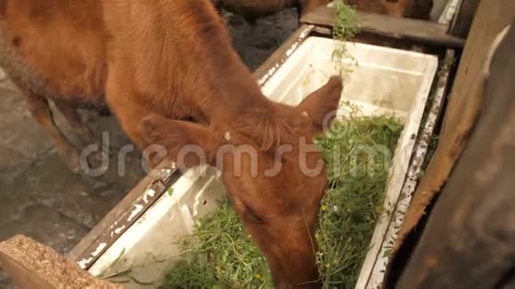 小牛在农场吃饭视频的预览图