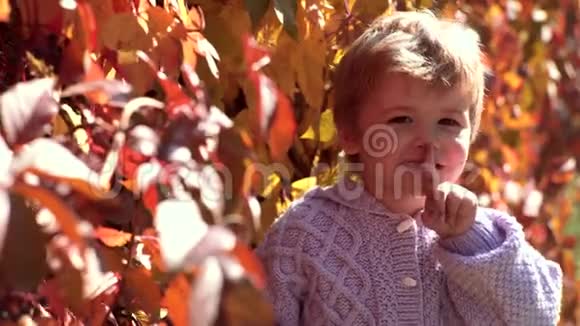 可爱的孩子在秋天公园玩得很开心在秋天公园等着美丽的秋日可爱的学步女孩画像视频的预览图