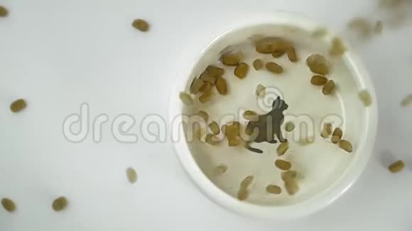 在碗里为猫倒食物宠物干粮慢动作在白色背景上顶部视图视频的预览图