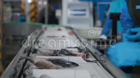 在鱼厂养鱼场工厂分拣鱼用蓝色防护手套刀手工清洗海鱼视频的预览图