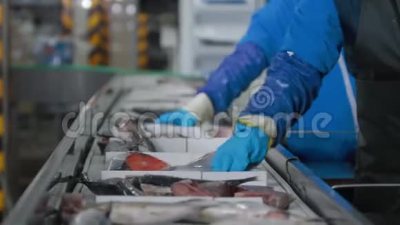 海鲜加工厂在现代鱼厂准备鲜鱼鱼场工厂清洗蓝色海鱼视频的预览图
