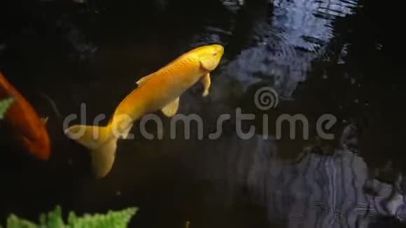 黄色的鱼在装饰的池塘里游泳视频的预览图
