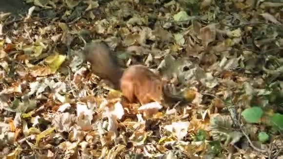 可爱的红松鼠重新隐藏它的储备视频的预览图