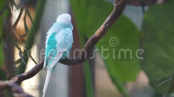 一只蓝色和白色的鹦鹉来自澳大利亚的五颜六色的热带鹦鹉视频的预览图