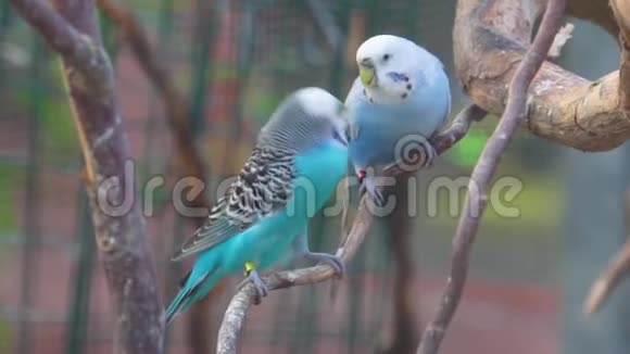蓝芽鹦鹉夫妇接吻鸟儿表达爱五颜六色的热带鹦鹉来自澳大利亚视频的预览图