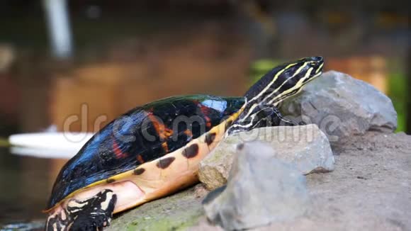 一只坎伯兰滑头乌龟抬起它的身体从美国移动流行的热带沼泽海龟物种视频的预览图