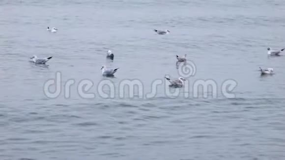 4海鸥坐在海上视频的预览图