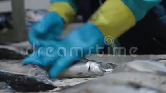 工厂的工作人员正在清理冻鱼的近距离镜头运输机制是将鱼类迁移到视频的预览图