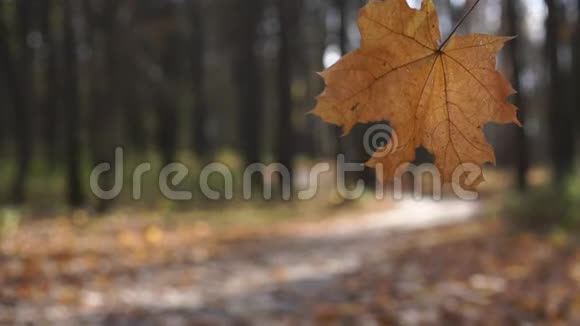 秋天公园的枫叶落在模糊的小径上视频的预览图