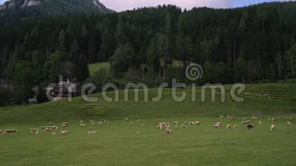 斯洛文尼亚高山的农业和绵羊养殖视频的预览图