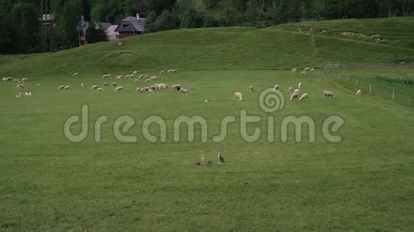 羊和鹅在农场上吃草和散步视频的预览图