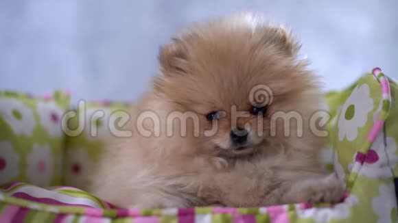 可爱的毛茸茸的狗看着相机和房间周围视频的预览图