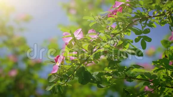 美丽的玫瑰在夏日花园视频的预览图