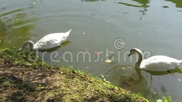 天鹅在吃草沿着池塘漂浮视频的预览图