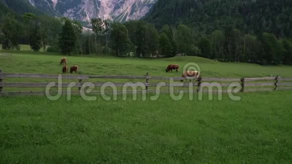 阿尔卑斯山脚下的草地奶牛视频的预览图