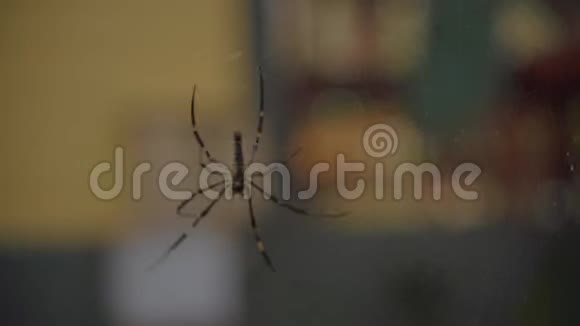 一只大型热带蜘蛛在网上爬行的宏图视频的预览图