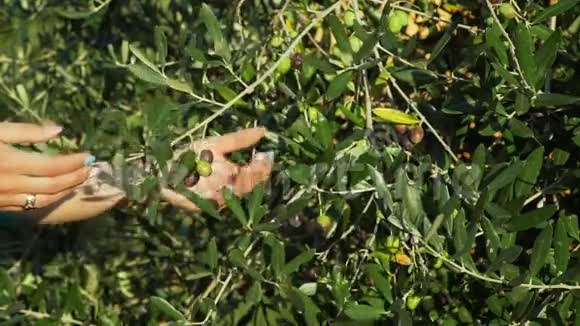 从树上摘橄榄的女性特写视频的预览图
