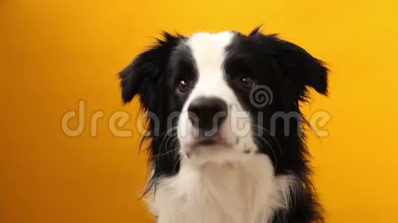 有趣的肖像可爱的烟熏小狗边界牧羊犬持有五颜六色的绳子玩具嘴新可爱的家庭成员视频的预览图
