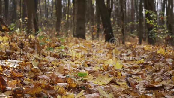 黄色和棕色的叶子落在公园地面上的树木上视频的预览图