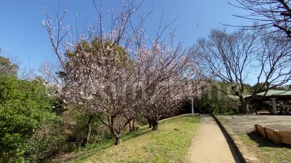 日本东京开赛林凯公园视频的预览图