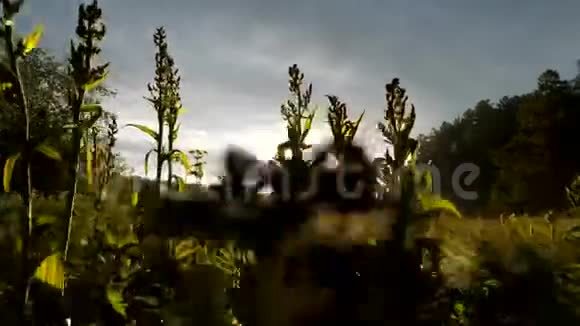 长长的绿草在风中摇曳阳光照耀着多云的天空库存录像摄像机经过很长时间视频的预览图