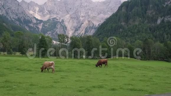 两头牛正在高山附近的高山草地上放牧视频的预览图