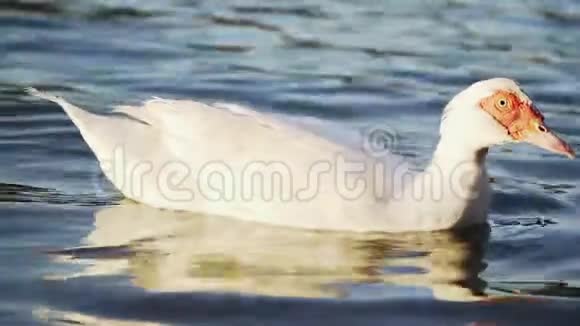 湖上漂着一只美丽的白鹅特写镜头慢动作视频的预览图