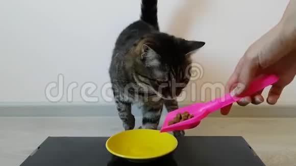 一只小猫森林的颜色开始吃干粮后把主人的食物放在碗里视频的预览图