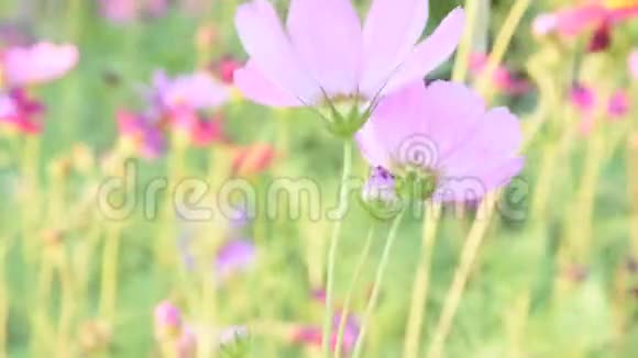 宇宙之花开在泰国宇宙之花里视频的预览图