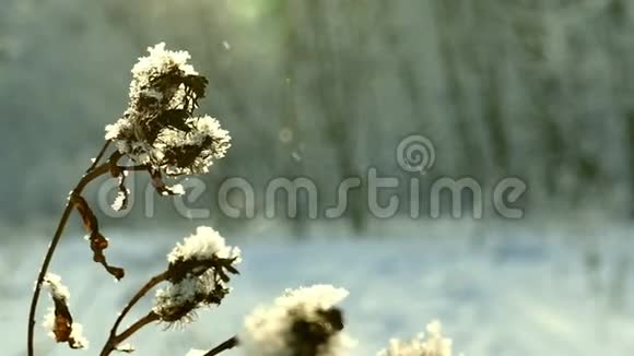 一根干燥的蓟马覆盖着雪在微风中与黑暗的森林和闪闪发光的降雪作伴视频的预览图