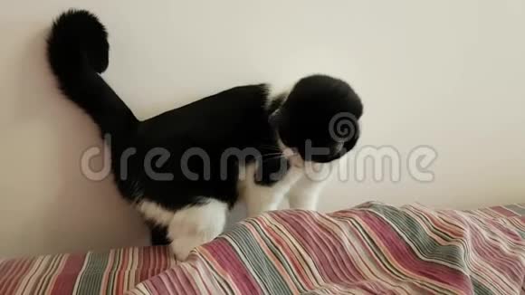 一只黑白相间的年轻家猫用爪子主人的腿玩耍在卧室里玩动物心情愉快视频的预览图