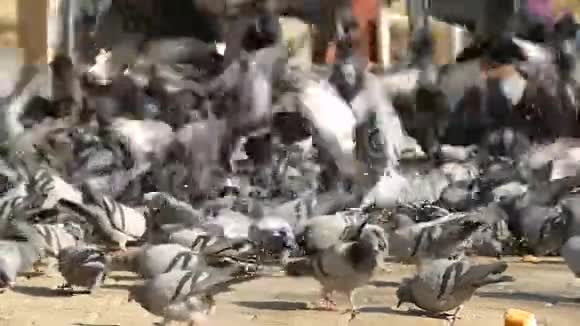 在冬天和饥饿搏斗的鸽子在公园里喂鸽子视频的预览图