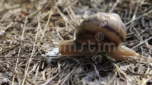 蜗牛及其破壳视频的预览图